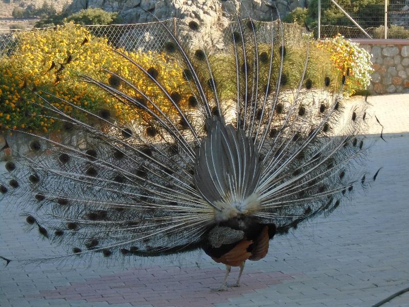 Lindos Nest Pefki (Rhodes) Exterior foto